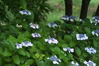 ガクアジサイ(額紫陽花) - 片倉つどいの森公園