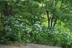 調整池の額紫陽花 - 片倉つどいの森公園
