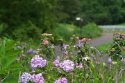 アジサイ(紫陽花) - 片倉つどいの森公園