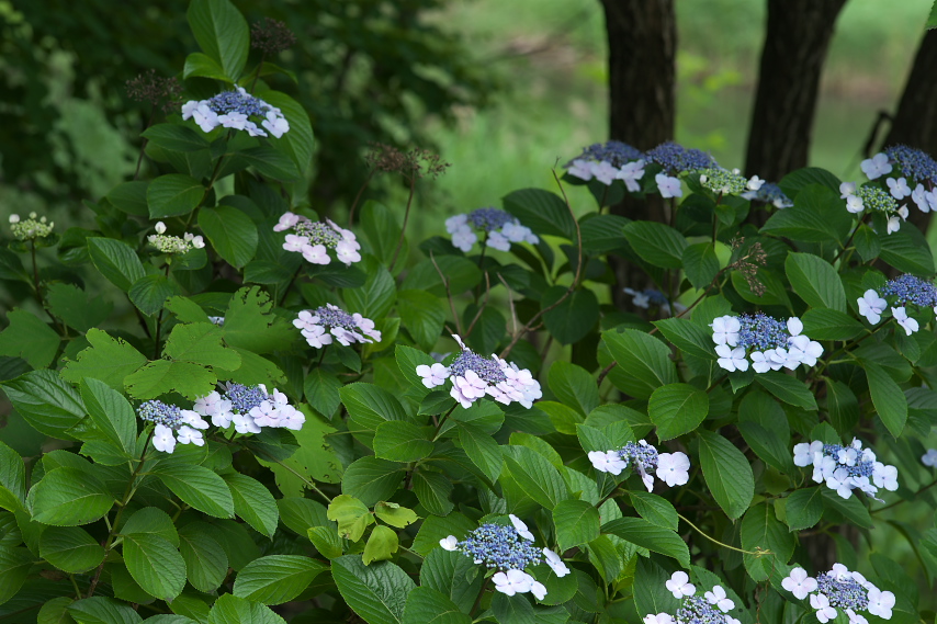 ガクアジサイ(額紫陽花) - 片倉つどいの森公園