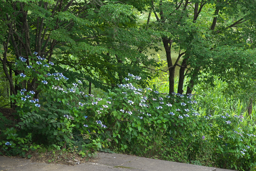調整池の額紫陽花 - 片倉つどいの森公園