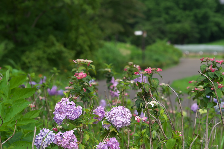 アジサイ(紫陽花) - 片倉つどいの森公園