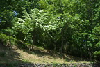 斜面のヤマボウシ - 片倉つどいの森公園