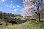 枝垂桜が咲いた栃谷戸公園(2013)