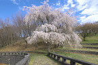 橋の上からシダレザクラ(枝垂桜) - 栃谷戸公園