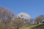 山桜と展望台 - 栃谷戸公園