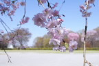 広場のシダレザクラ(枝垂桜)の花 - 栃谷戸公園