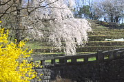 レンギョウの横から枝垂桜 - 栃谷戸公園