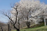 山桜が咲いた栃谷戸公園(2011)