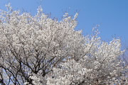 ヤマザクラ(山桜) - 栃谷戸公園