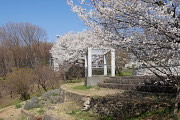 桜が咲く栃谷戸公園
