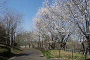 桜が並ぶ西側の園路 - 栃谷戸公園