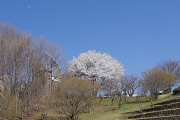 山桜と展望台 - 栃谷戸公園