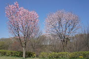 広場の桜(サクラ) - 栃谷戸公園