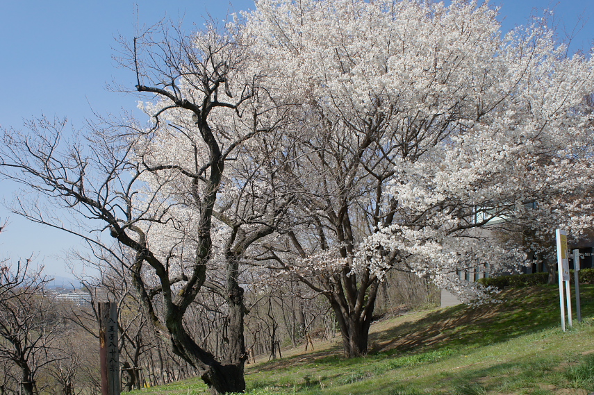 山桜が咲いた栃谷戸公園(2011)