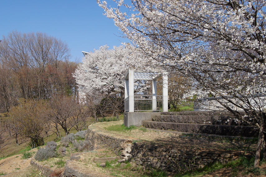 桜が咲く栃谷戸公園