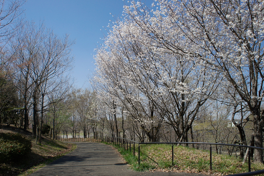 桜が並ぶ西側の園路 - 栃谷戸公園