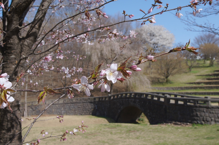 中段の丘に咲く桜 - 栃谷戸公園