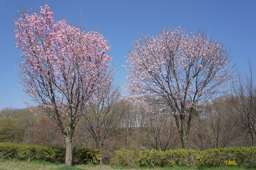 広場の桜(サクラ) - 栃谷戸公園