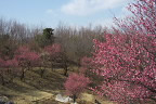 開花した梅(ウメ) 2013年2月 - 栃谷戸公園