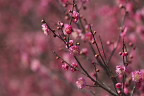 開花しはじめた梅と展望台 - 栃谷戸公園