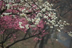 白梅が開花した頃 - 栃谷戸公園