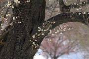 積雪に老梅(2014) 2 - 栃谷戸公園