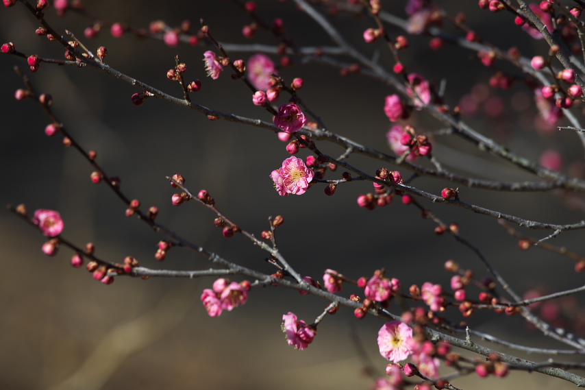 開花した梅(ウメ)の花 - 栃谷戸公園