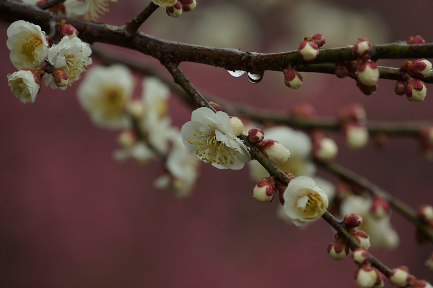 雨、開花した梅の花 - 栃谷戸公園