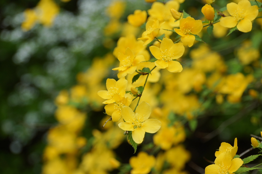 ヤマブキの花とユキヤナギ - 栃谷戸公園