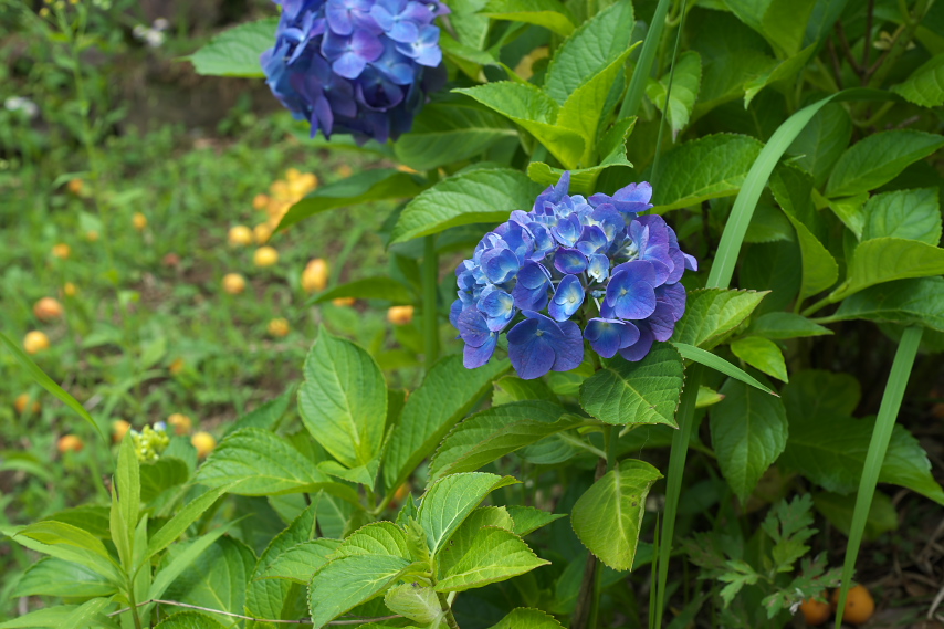アジサイ(紫陽花)と梅の実 - 栃谷戸公園
