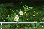 ナツツバキ(夏椿)の花 - みなみ野かしのき公園