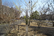 マンサク(満作)が咲く公園入口 - みなみ野かしのき公園