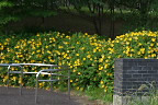 キンシバイが咲く公園入口2 - みなみ野かしのき公園