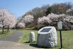 サクラ(桜)が咲く宇津貫公園