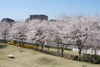 北側の小段に並ぶサクラ(桜) - 宇津貫公園
