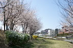桜と雪柳、連翹 - 宇津貫公園