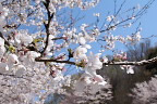サクラ(桜)の花 - 宇津貫公園