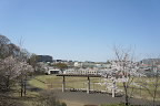 サクラ(桜)が咲く東側広場 - 宇津貫公園