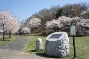 サクラ(桜)が咲く宇津貫公園