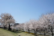 北側のサクラ(桜) - 宇津貫公園