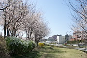 桜と雪柳、連翹 - 宇津貫公園