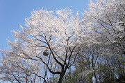 北西側の園路沿いのサクラ(桜) - 宇津貫公園