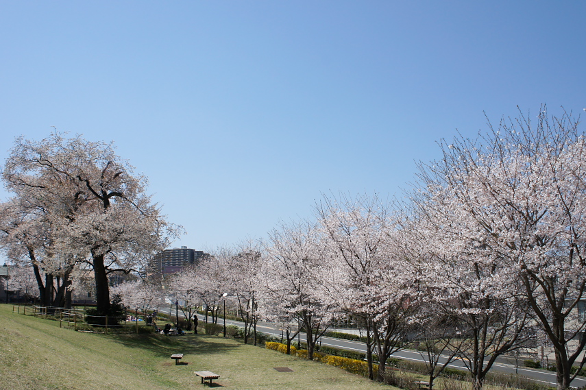 北側のサクラ(桜) - 宇津貫公園