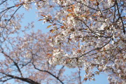 ヤマザクラ(山桜) - 宇津貫公園
