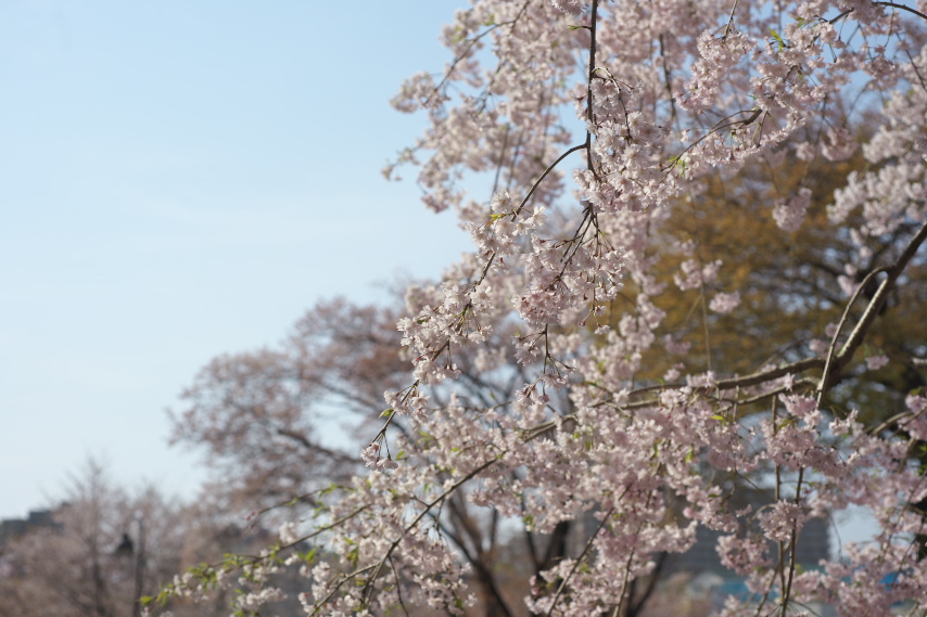 花が咲くシダレザクラの枝 - 宇津貫公園