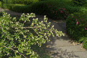 園路に枝を伸ばすコゴメウツギ(小米空木) - 宇津貫公園
