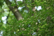 林の下のコゴメウツギ(小米空木) - 宇津貫公園