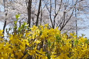 レンギョウの花と桜 - 宇津貫公園