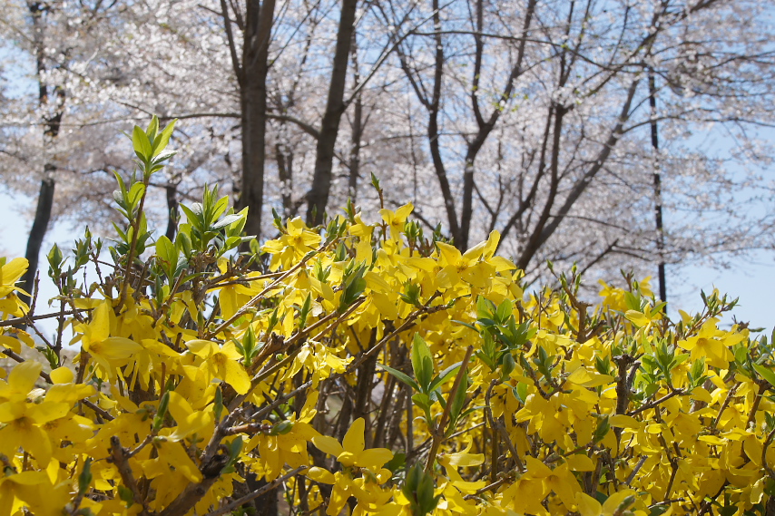レンギョウの花と桜 - 宇津貫公園